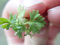Alchemilla australis