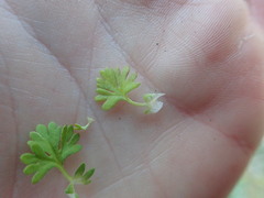 Alchemilla australis