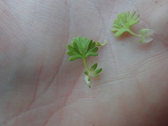 Alchemilla australis