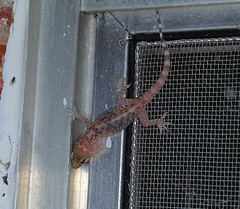 Hemidactylus turcicus