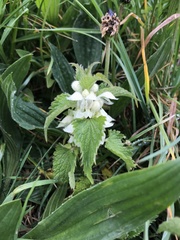 Lamium album