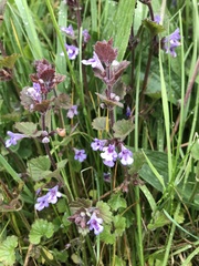 Glechoma hederacea