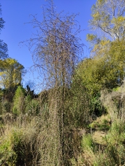 Plagianthus regius regius