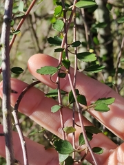 Plagianthus regius regius