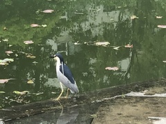 Nycticorax nycticorax