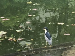 Nycticorax nycticorax