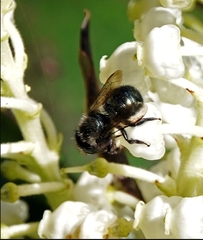 Osmia lignaria