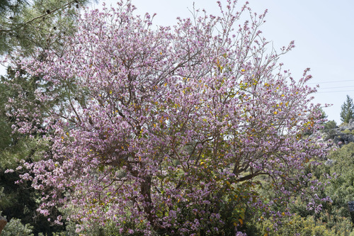 Bauhinia variegata