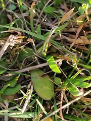 Mazus novaezeelandiae