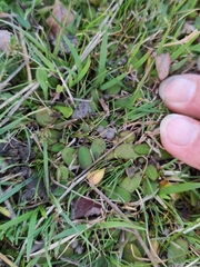 Mazus novaezeelandiae