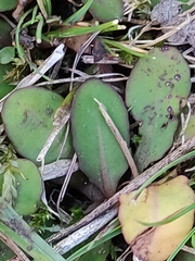 Mazus novaezeelandiae