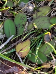 Mazus novaezeelandiae