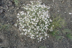 Asterothamnus centrali-asiaticus