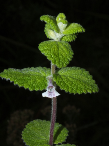 Stachys arachnoidea image