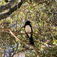 Rhipidura leucophrys