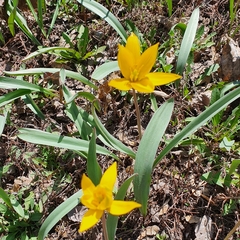 Tulipa sylvestris australis