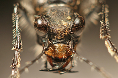 Cicindela plutonica
