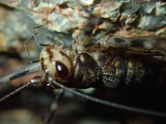 Phalangacris alluaudi