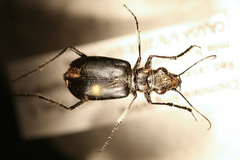Cicindela plutonica