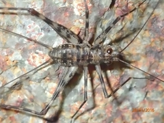 Phalangacris alluaudi