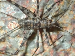 Phalangacris alluaudi