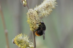Criorhina ranunculi