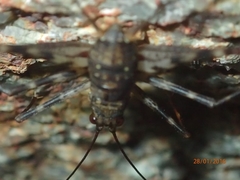 Phalangacris alluaudi