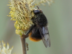Criorhina ranunculi
