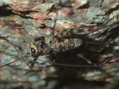 Phalangacris alluaudi