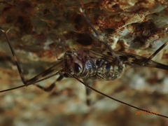 Phalangacris alluaudi