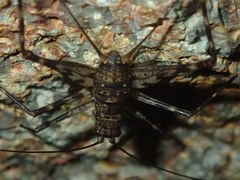 Phalangacris alluaudi