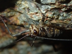 Phalangacris alluaudi