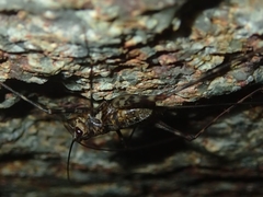 Phalangacris alluaudi