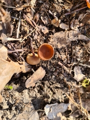 Dumontinia tuberosa