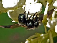 Osmia lignaria