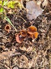 Dumontinia tuberosa