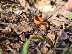 Dumontinia tuberosa
