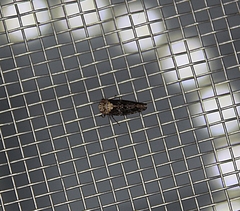 Paraphlepsius collitus