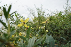 Clematis glauca