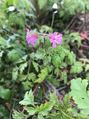 Geranium robertianum