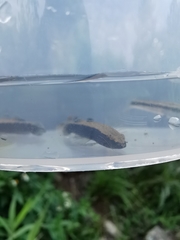 Eleotris acanthopomus