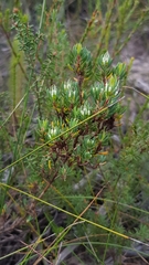 Darwinia
