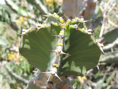 Euphorbia magnicapsula