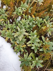 Brachyglottis revoluta