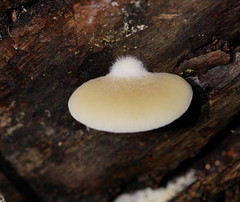 Crepidotus nephrodes