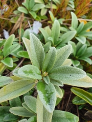 Brachyglottis revoluta