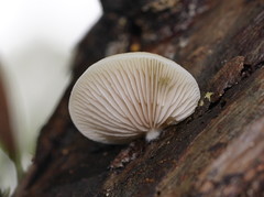 Crepidotus nephrodes