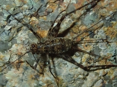 Phalangacris alluaudi