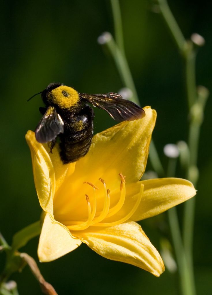 California Carpenter Bee (A Small Selection of Los Angeles Area