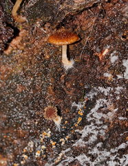 Psathyrella echinata